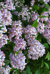Buddhas of Davin is a deciduous shrub which comes from three continents which blooms 45 days a year