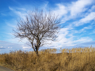 Obraz na płótnie Canvas Lonely bare winter tree among dry tall grass