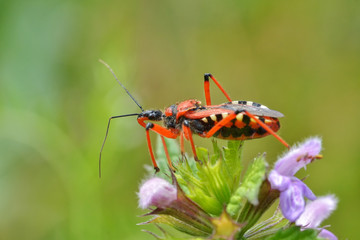 Beautiful red beetle with black on a flower