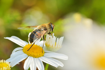 Work bees in the natural environment