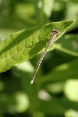 Kleinlibelle auf grünem Blatt