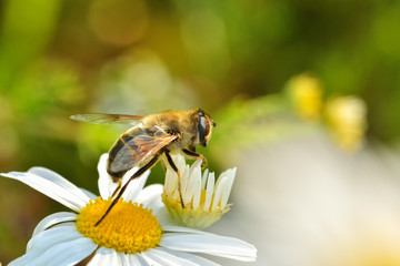 Work bees in the natural environment