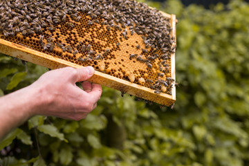 Rahmen eines Bienenstocks mit offenen und geschlossenen Zellen einer Bienenwabe und Bienen. Weiselzellen zur Bienenkönigin aufzucht