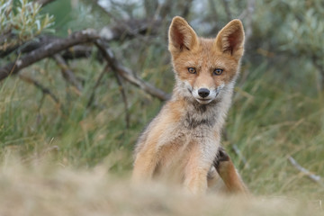 Red fox cub in nature on a nice springday

