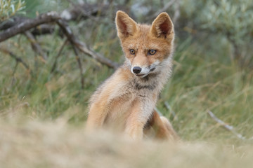 Obraz na płótnie Canvas Red fox cub in nature on a nice springday