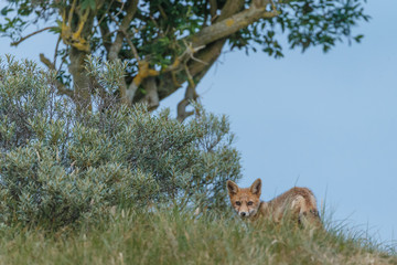 Red fox cub in nature on a nice springday


