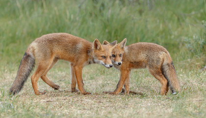 Red fox cub in nature on a nice springday

