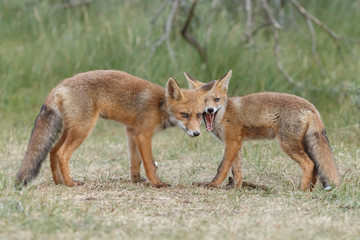 Red fox cub in nature on a nice springday

