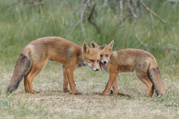 Red fox cub in nature on a nice springday

