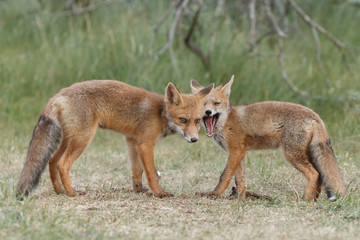 Red fox cub in nature on a nice springday


