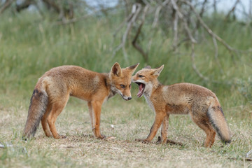 Red fox cub in nature on a nice springday


