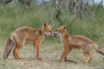 Red fox cub in nature on a nice springday

