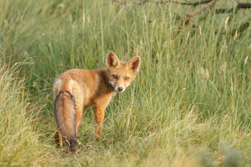 Red fox cub in nature on a nice springday

