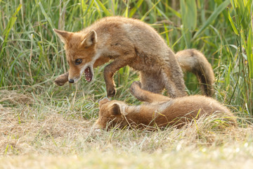 Fototapeta premium Red fox cub in nature on a nice springday