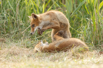 Red fox cub in nature on a nice springday

