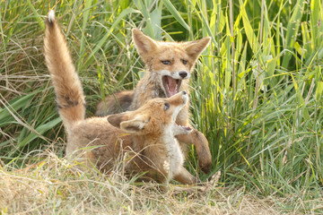 Red fox cub in nature on a nice springday

