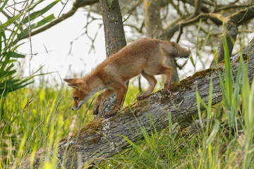 Red fox cub in nature on a nice springday

