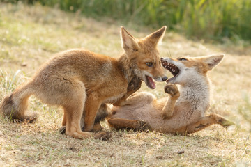 Red fox cub in nature on a nice springday

