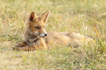 Red fox cub in nature on a nice springday

