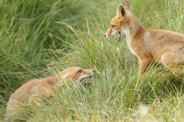 Red fox cub in nature on a nice springday

