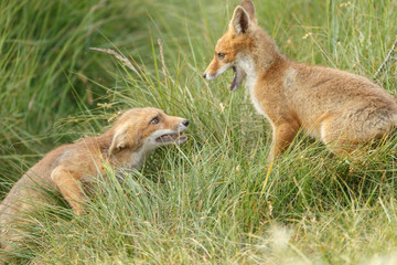 Red fox cub in nature on a nice springday

