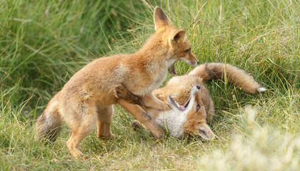 Red fox cub in nature on a nice springday

