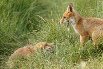 Red fox cub in nature on a nice springday

