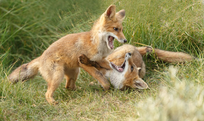 Red fox cub in nature on a nice springday

