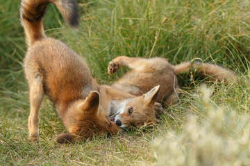 Red fox cub in nature on a nice springday

