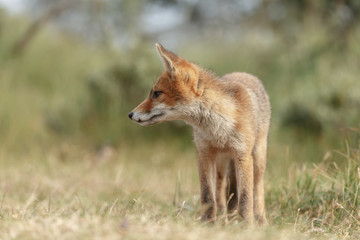 Red fox new born in nature on a springday.
