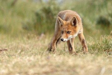 Red fox new born in nature on a springday.
