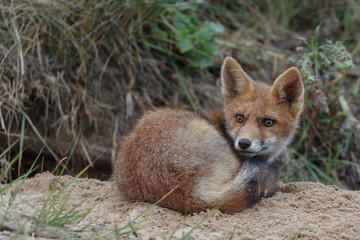 Red fox new born in nature on a springday.
