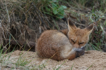 Red fox new born in nature on a springday.
