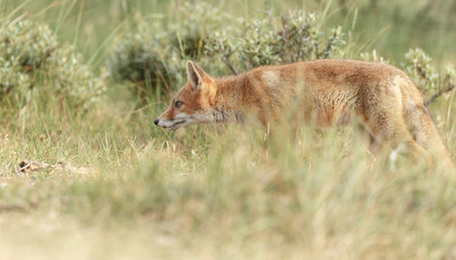 Red fox new born in nature on a springday.
