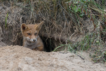 Red fox new born in nature on a springday.

