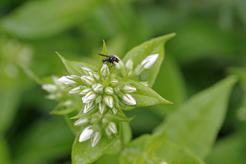 Weiße Phlox-Knospen und Fliege