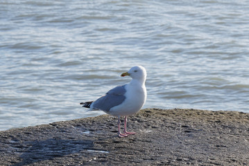 Möwe