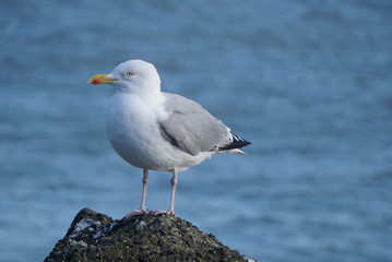 Möwe