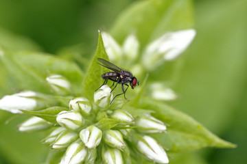 Weiße Phlox-Knospen und Fliege
