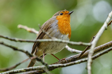 Erithacus rubecula over branch