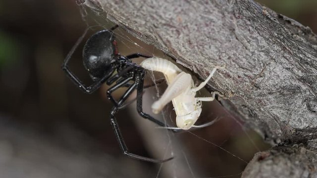 Black Widow Spider with grasshopper stuck in its web, part 2.