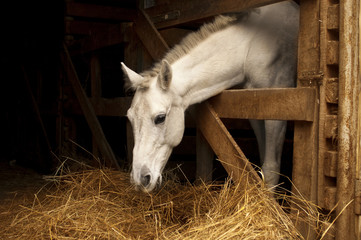 White horse eating hay (straw, grass) in the stable. A farm animal on the dark background. Profile of chewing horse head. © Lomiso