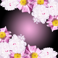 Beautiful floral background of pions 