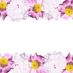 Beautiful floral background of pions 