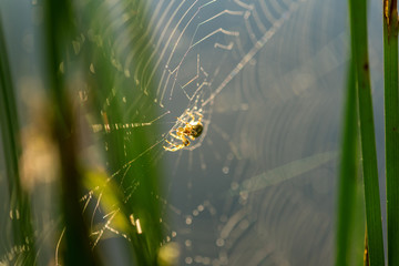 Morning drops of dew in a spider web.