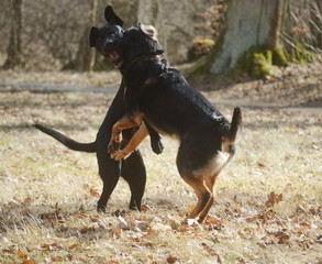 Hunde spielen