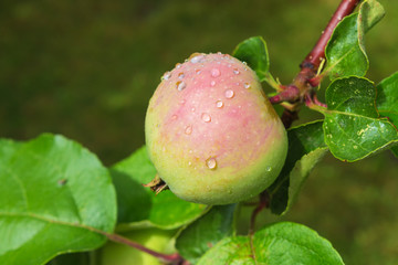 Fresh juicy apple not branching tree with raindrops