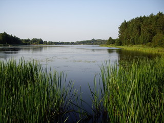 rzciny porastające jezioro, panorama jeziora