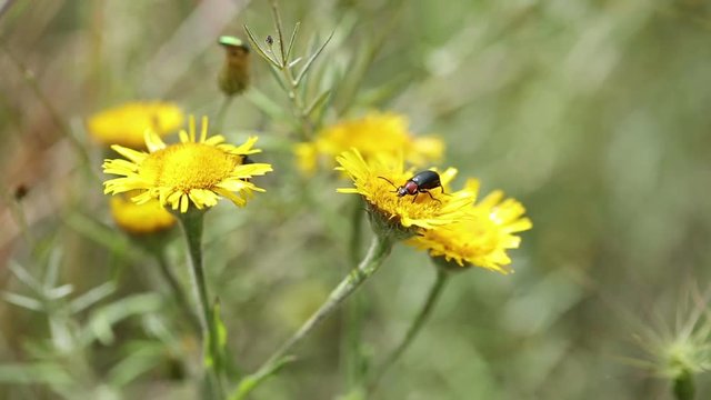 Heliotaurus ruficollis (Red necked) beetles on  Pulicaria odora (Mediterranean Fleabane) wild flowers in nature