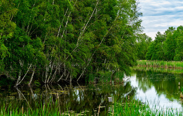 Birch trees along the river at the Sackville Waterfowl Park in Sackville, New Brunswick, Canada.